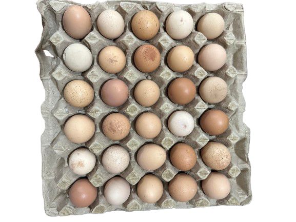Starter Organic Desi Eggs (30-40 GM) Tray